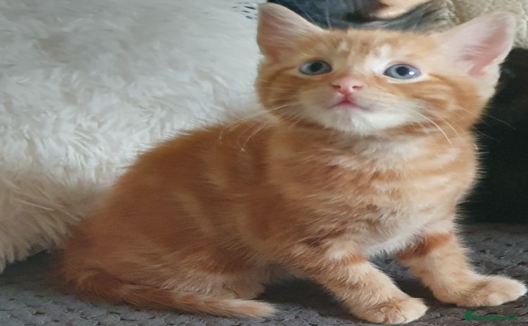 Mixed Breed cats - Advert 7