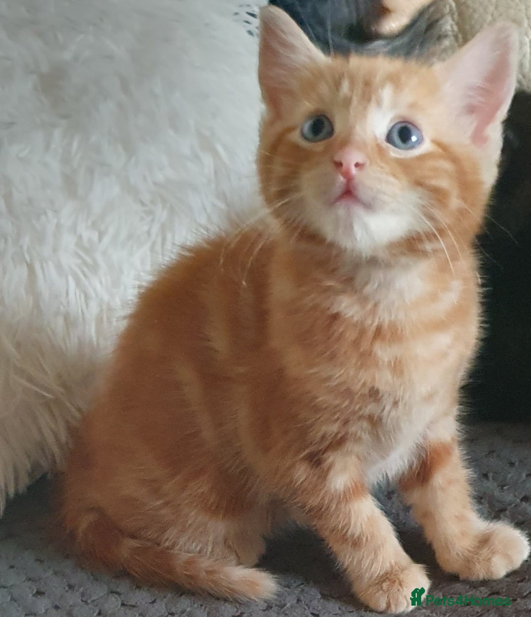 Mixed Breed cats for sale: Adorable kittens  - Image 1