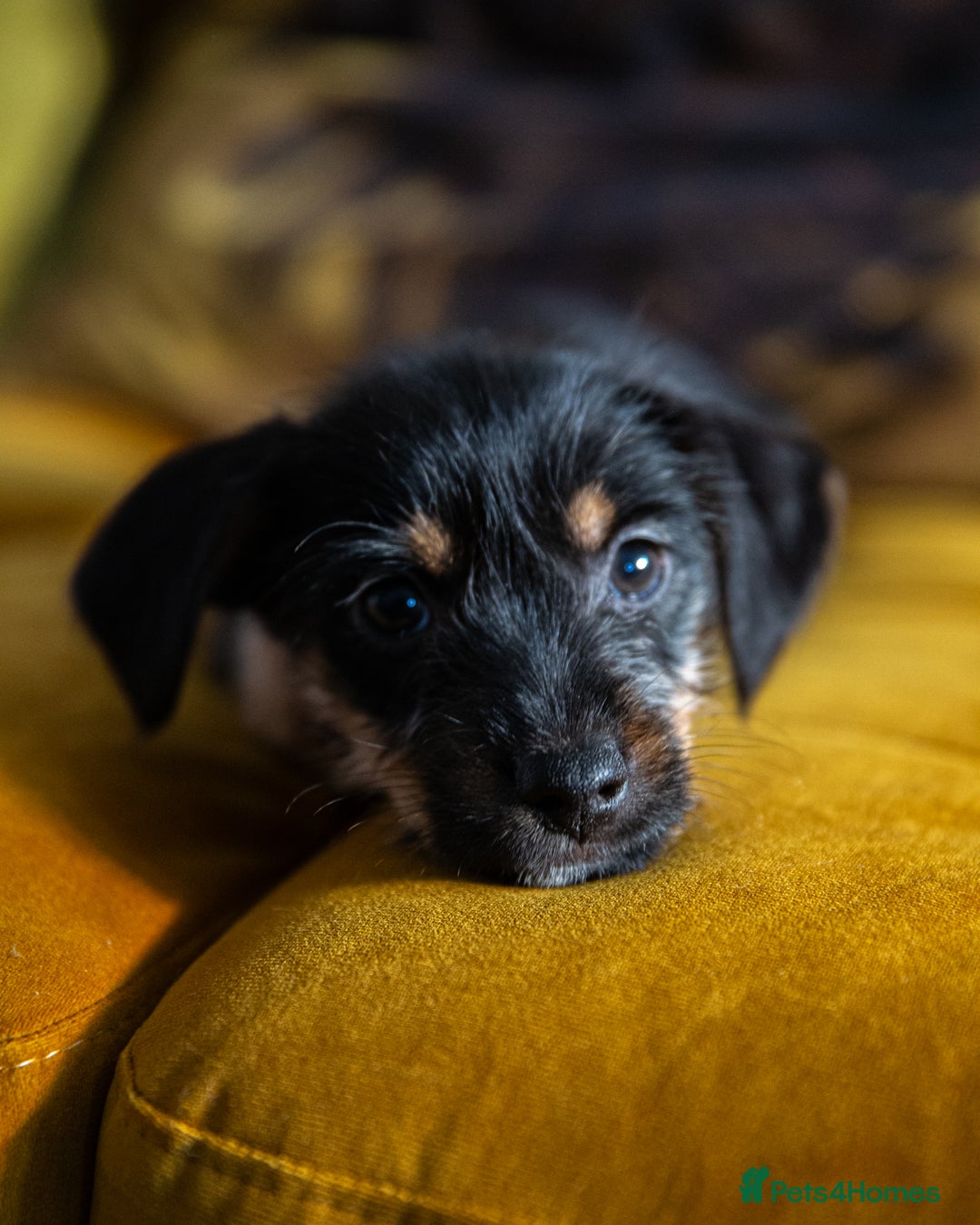 Mixed Breed dogs for sale: Daxijax/Jackshund/Dachshund/Jack - READY TO GO - Advert 15