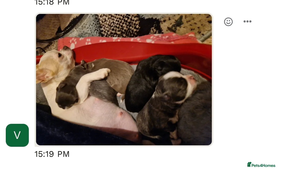 Chihuahua dogs for stud: KC Reg Chihuahua Stud in Stourbridge - Advert 21