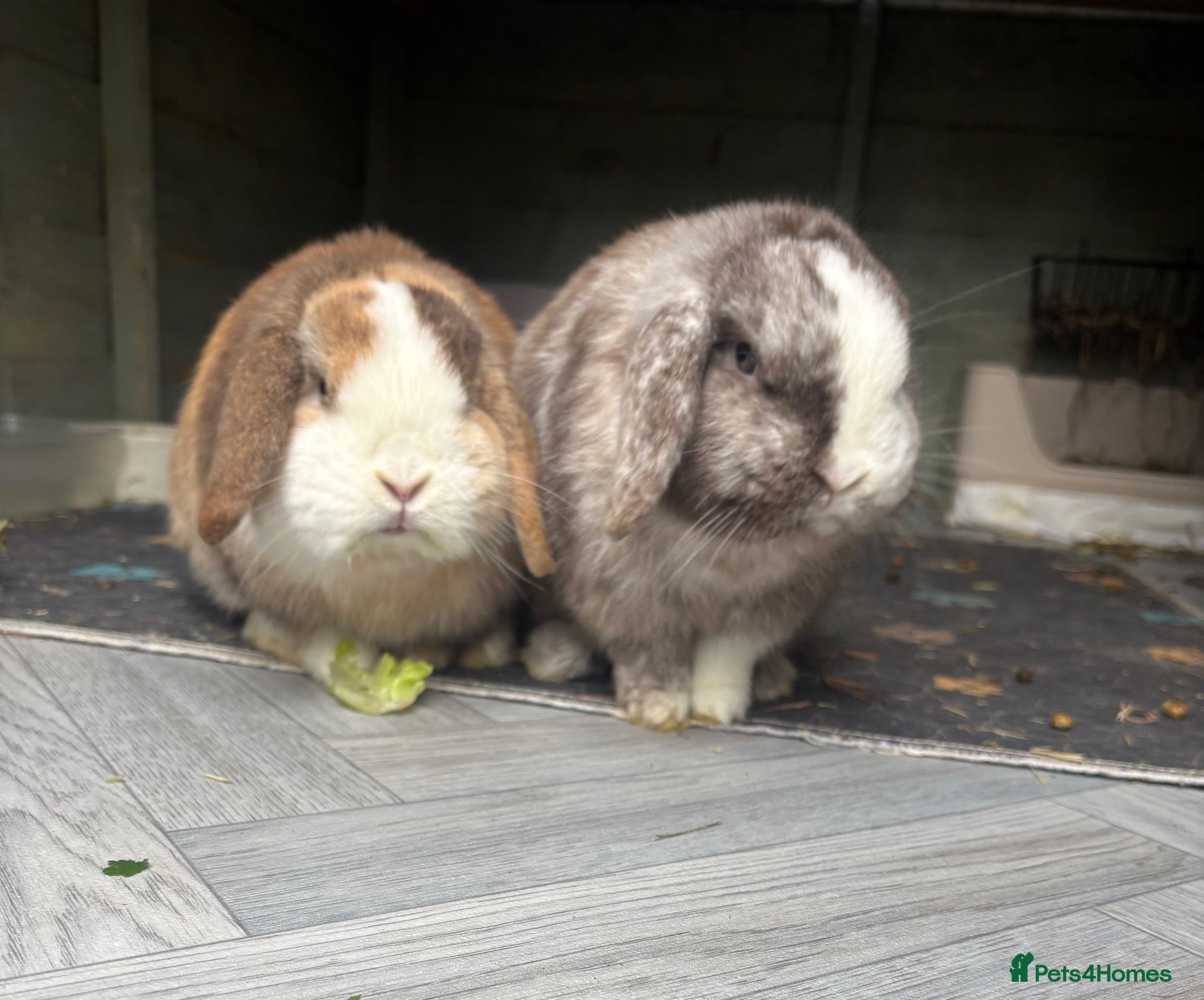 Mini Lop rabbits for sale: Baby brothers  - Advert 11
