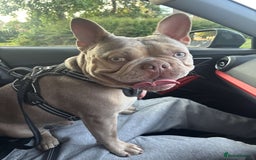 French Bulldog dogs for stud: Isabella stud - Image 3