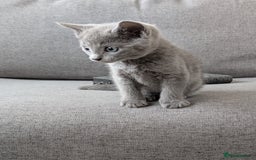 Russian Blue cats for sale: Russian blue babies looking for FOREVER homes - Image 21