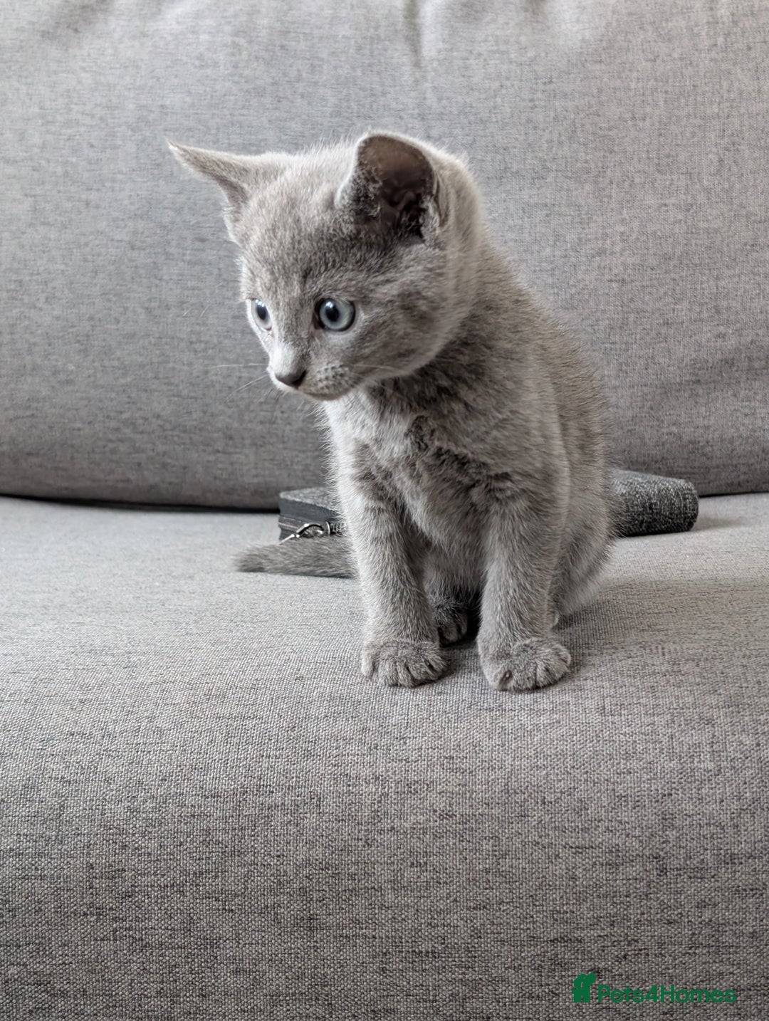 Russian Blue cats for sale: Russian blue babies looking for FOREVER homes - Image 21