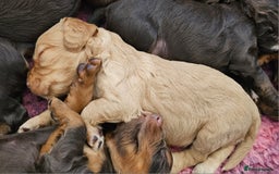 Cocker Spaniel dogs for sale: 8 AMAZING KC REG WORKING COCKER SPANIEL PUPPIES - Image 15