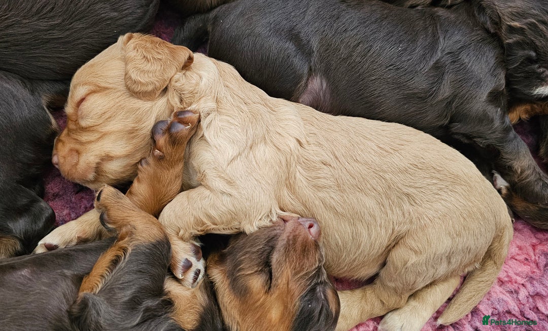 Cocker Spaniel dogs for sale: 8 AMAZING KC REG WORKING COCKER SPANIEL PUPPIES - Image 15