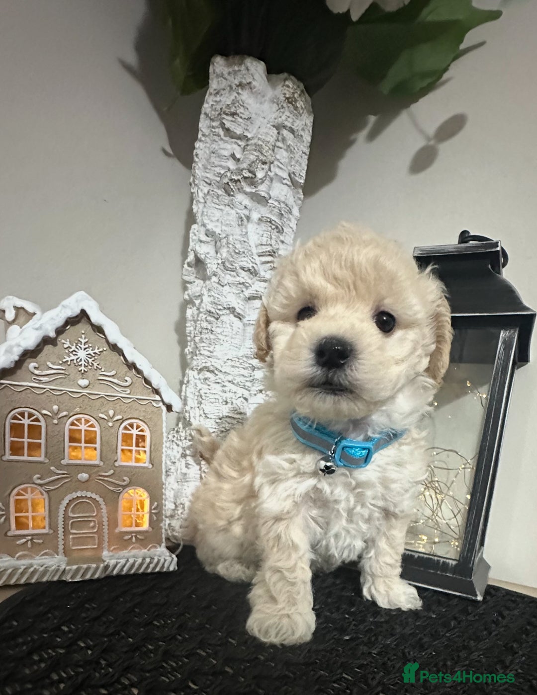 Maltipoo dogs for sale: Gorgeous F1 Toy Maltipoo Puppies  - Advert 11