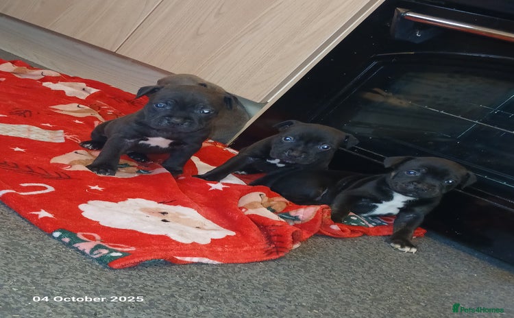 Staffordshire Bull Terrier dogs - Advert 1