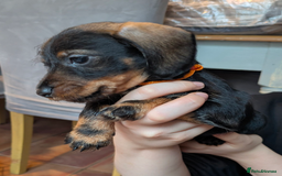 Miniature Dachshund dogs for sale: Miniature dachshund puppies - Advert 4