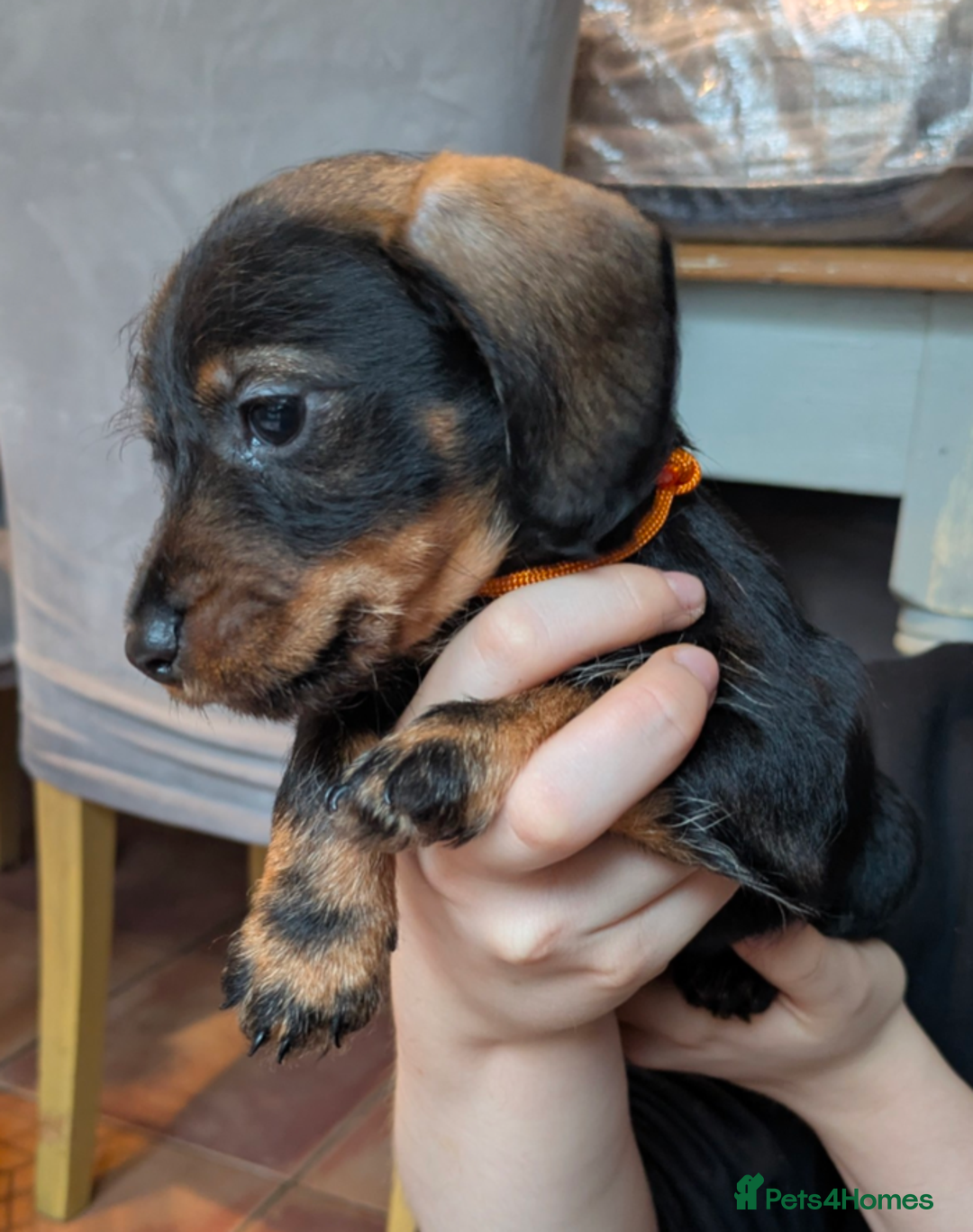 Miniature Dachshund dogs for sale: Miniature dachshund puppies - Advert 4
