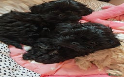 Shihpoo dogs for sale: imperial shihtzu xshipoo - Image 2