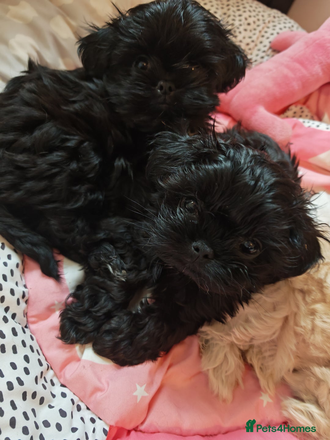 Shihpoo dogs for sale: imperial shihtzu xshipoo - Image 2