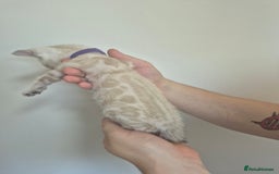 Bengal cats for sale: TICA large/clouded rosettes snow bengal kittens  - Image 4