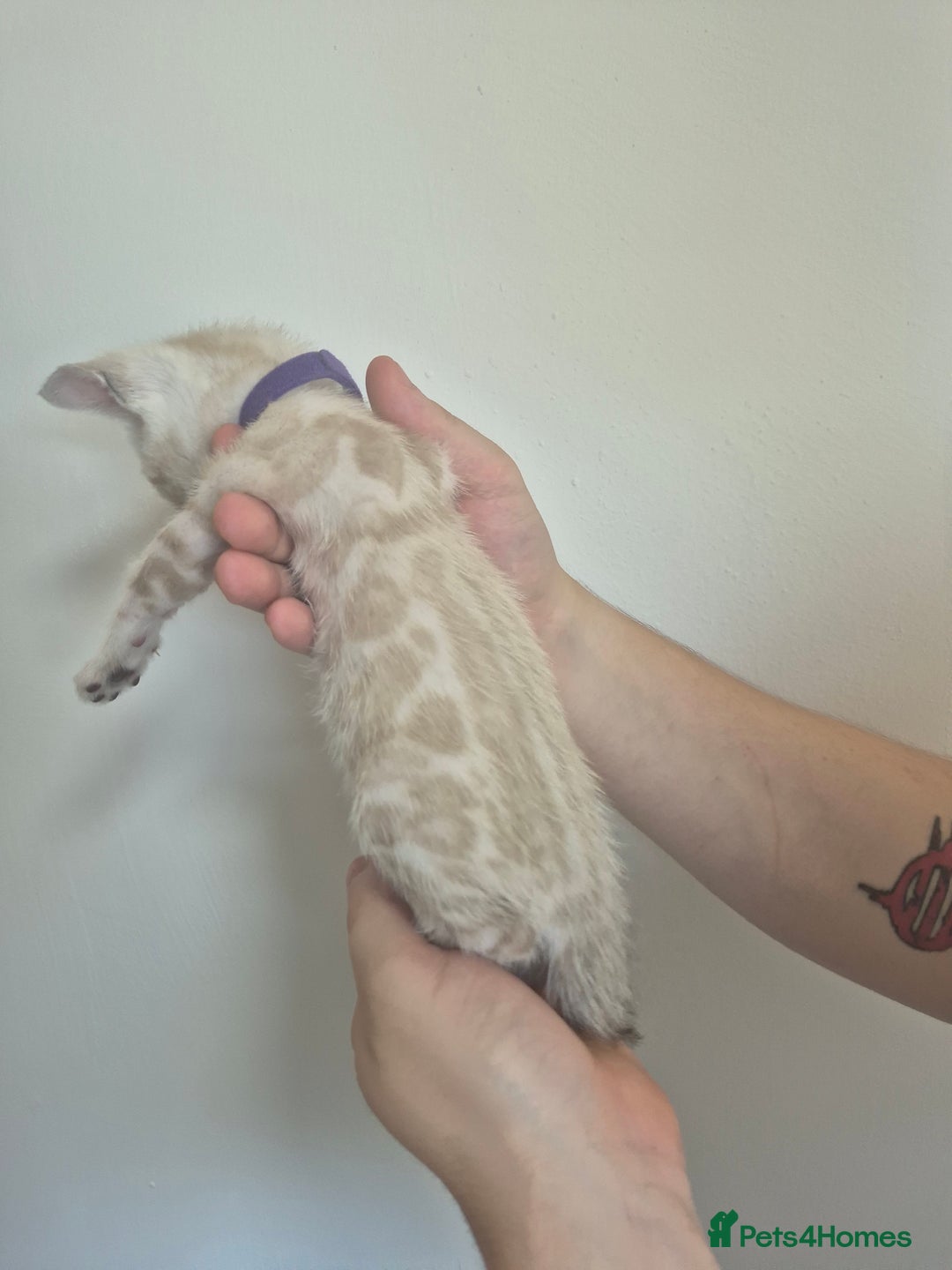Bengal cats for sale: TICA large/clouded rosettes snow bengal kittens  - Image 4