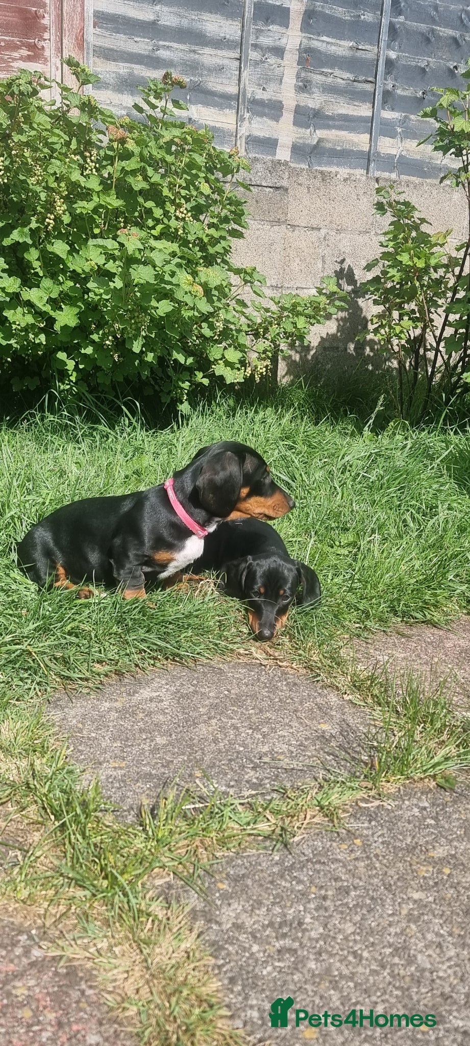 Dachshund dogs Standard dachshund  - Advert 6