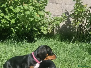 Dachshund dogs Standard dachshund - Advert 6