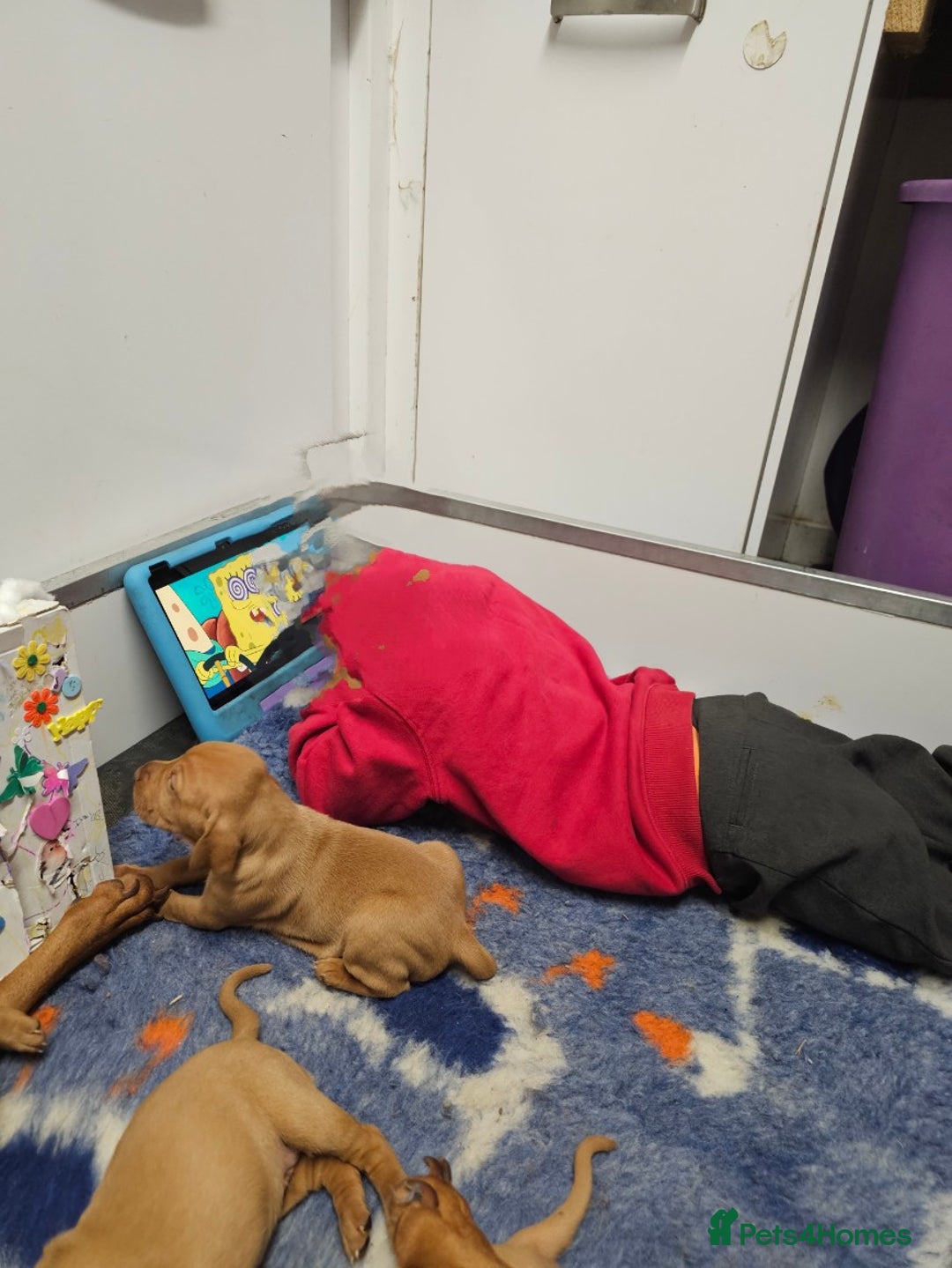 Hungarian Vizsla dogs for sale: Kc registered  - Advert 10