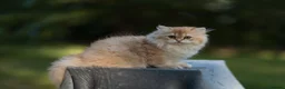 British Longhair cats for sale: GCCF reg British Longhair Chocolate Golden Male - Advert 4