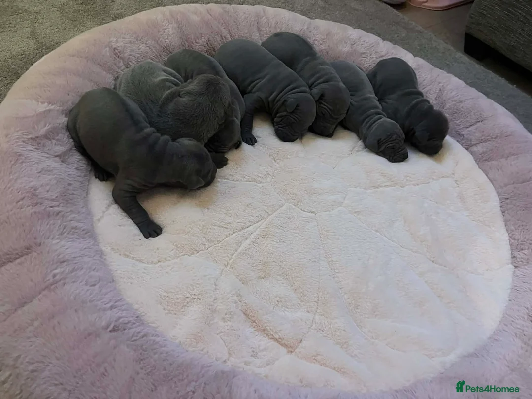 Thai Ridgeback dogs for sale: (New pictures)Thai Ridgeback puppy’s 🏆 - Advert 7