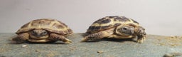 Tortoise reptiles for sale: Beautiful Baby Horsefield Tortoises  - Advert 1