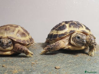 Tortoise reptiles Beautiful Baby Horsefield Tortoises - Advert 1