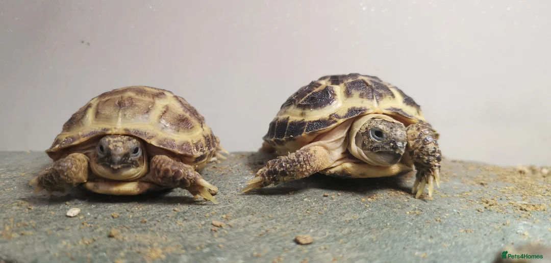 Tortoise reptiles for sale: Beautiful Baby Horsefield Tortoises  - Advert 1