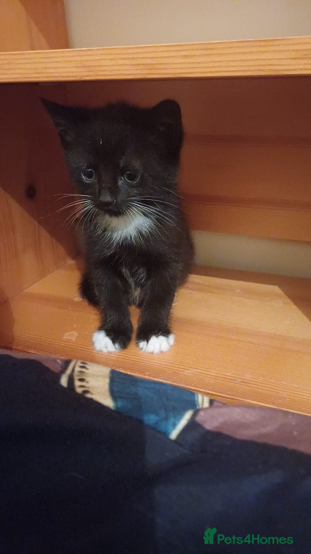 Turkish Angora cats for sale: Kitten 😺  - Image 10
