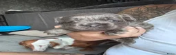 French Bulldog dogs for sale: Adorable fluffy frenchies - Advert 13