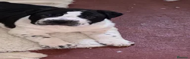 Mixed Breed 1