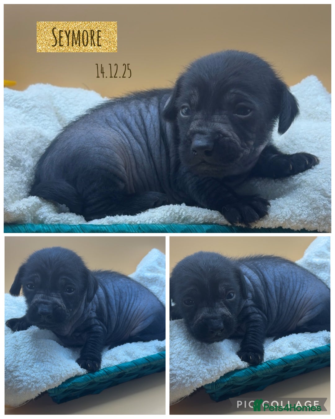 Mixed Breed dogs for sale: Chinese crested x miniature dachshund  - Advert 5