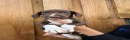 Mixed Breed dogs for sale: Bedlington whippet x springer spaniel puppys - Advert 22