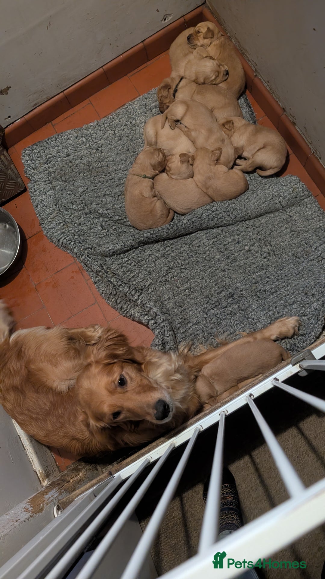 Golden Retriever dogs for sale: Working Golden Retriever Puppies  - Advert 9