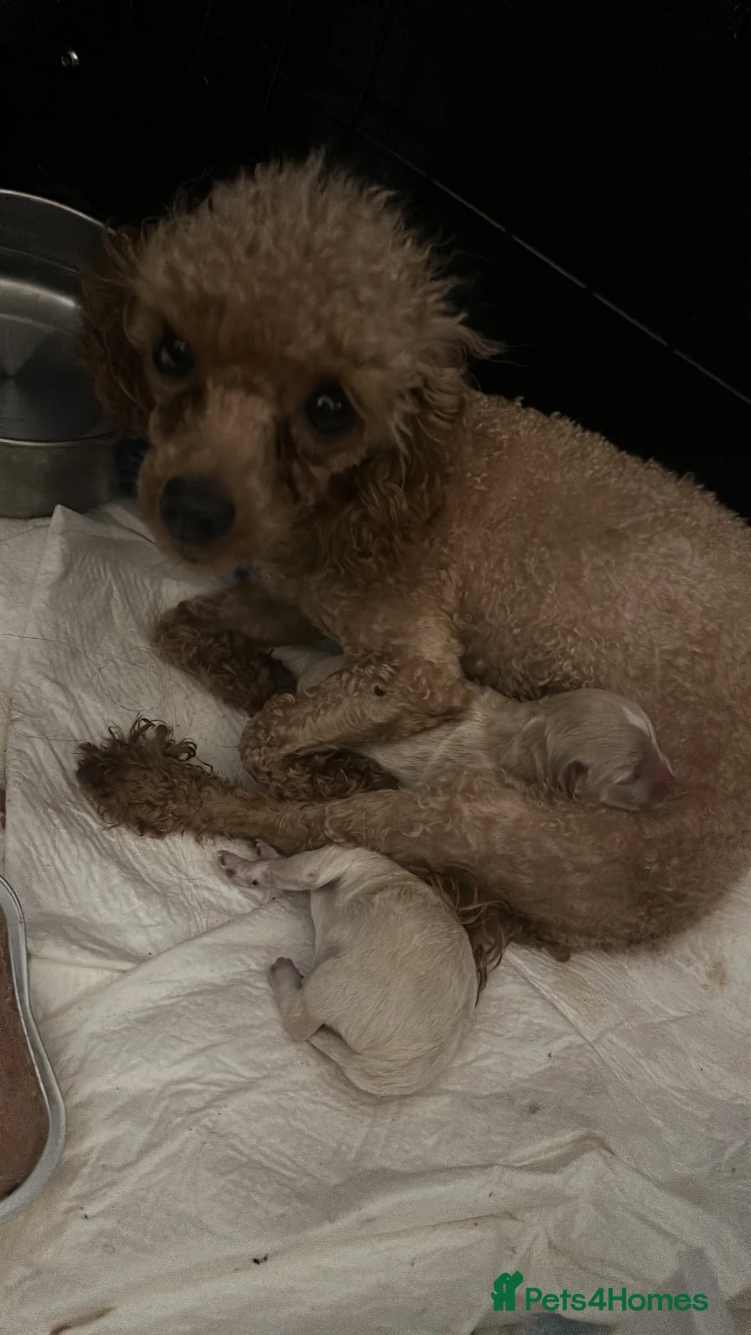 Maltipoo dogs for sale: 🐾 Russian Toy Poodle&Korean Maltese Male Puppies - Advert 2