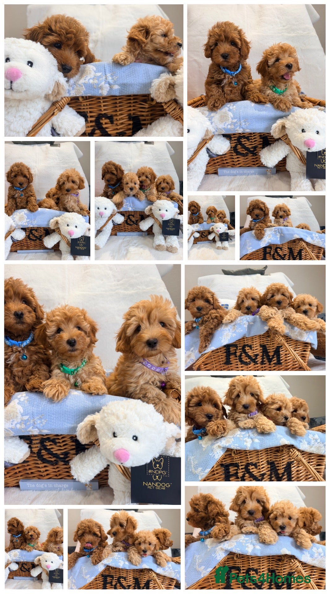 Maltipoo dogs 💖BEAUTIFUL LICENSED-BRED MALTIPOO💖 - Advert 2