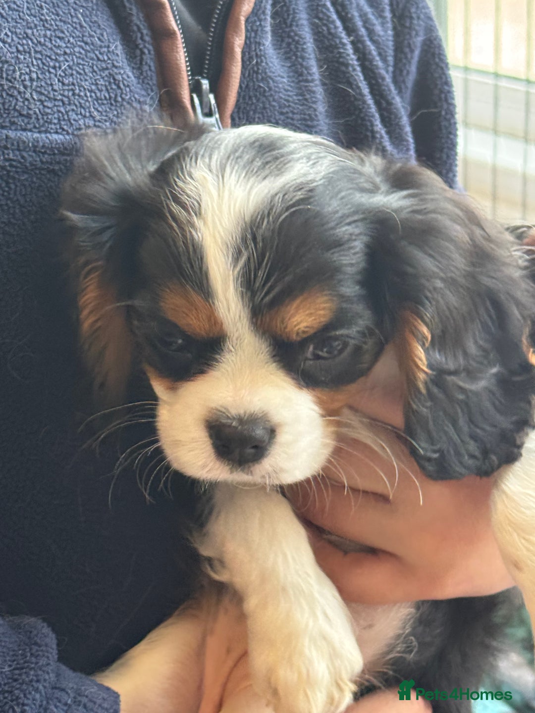 Cavalier King Charles Spaniel dogs for sale: One TRI GIRL just become available !  - Image 5