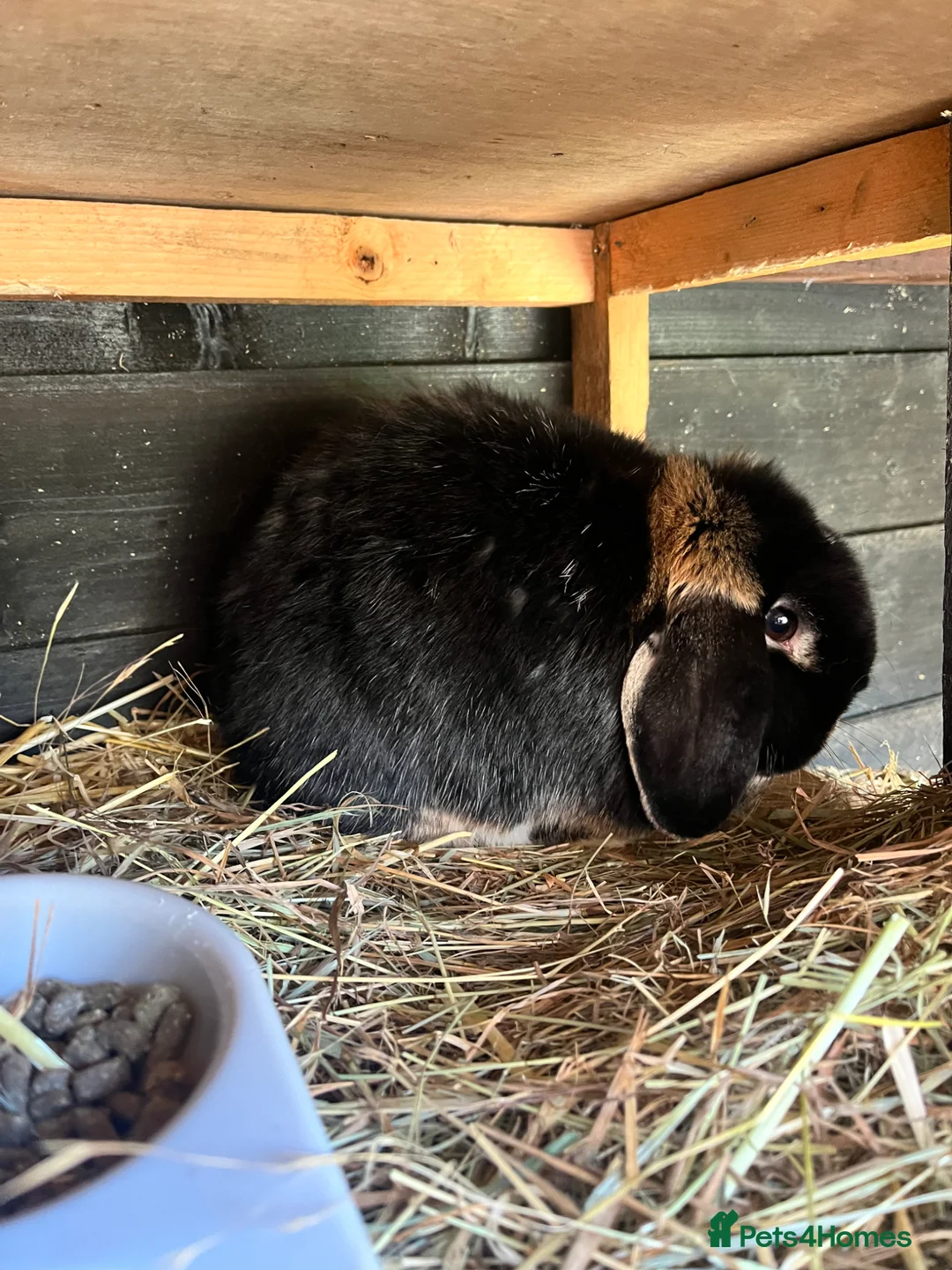 Mini Lop rabbits for sale: 4 year old male pure bread mini lop rabbit  - Advert 2