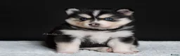 Pomsky dogs for sale: 5 girls and 3 boys are searching for 5 star homes - Advert 6