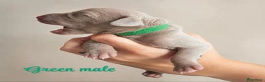 Weimaraner 5 Dark green male 
