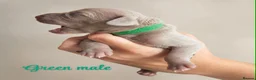 Weimaraner dogs for sale: Gorgeous silver Weimaraner puppies READY SOON !! - Advert 20