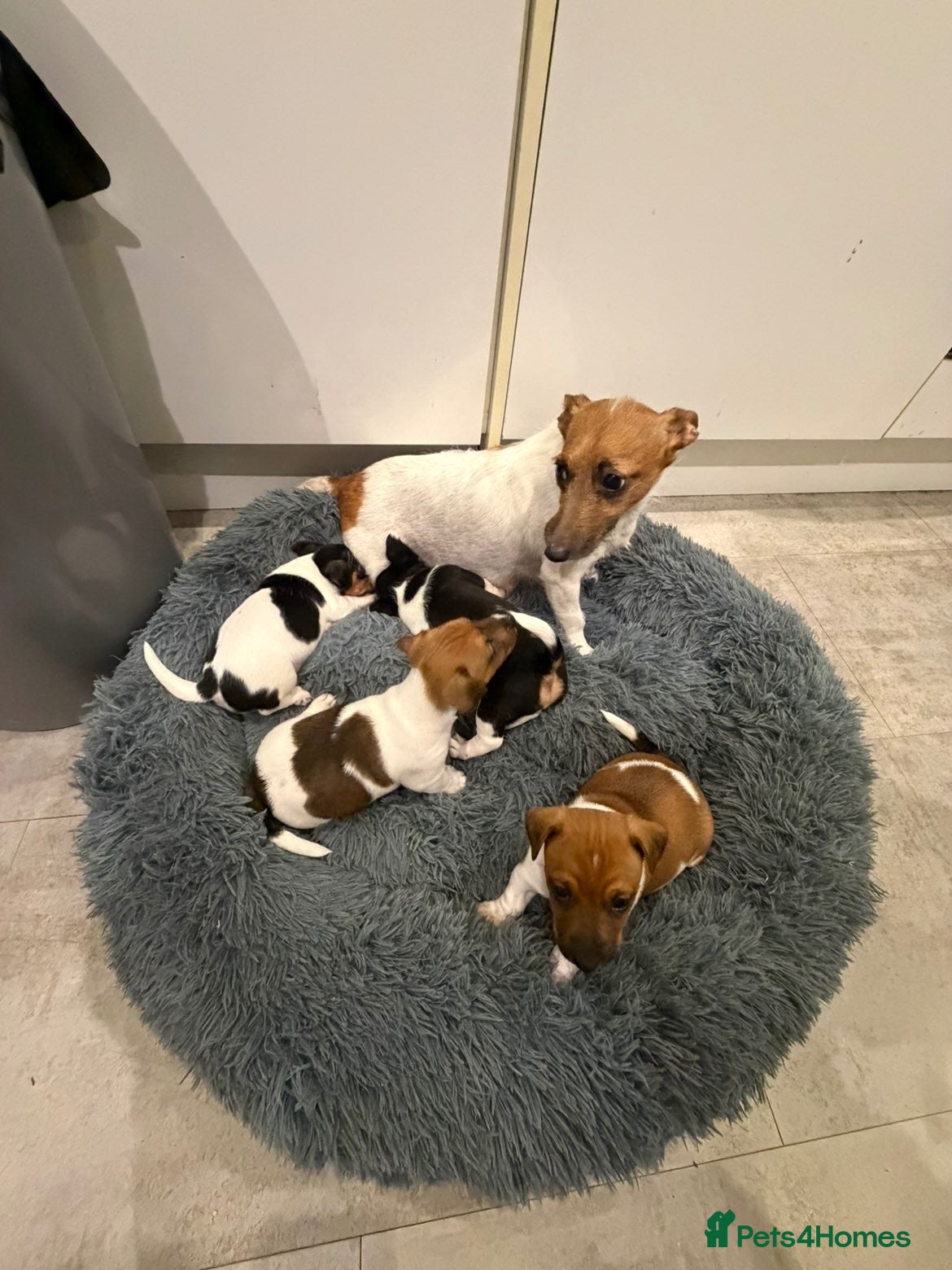 Jack Russell dogs for sale: 4 mini jack Russel puppies - Advert 24