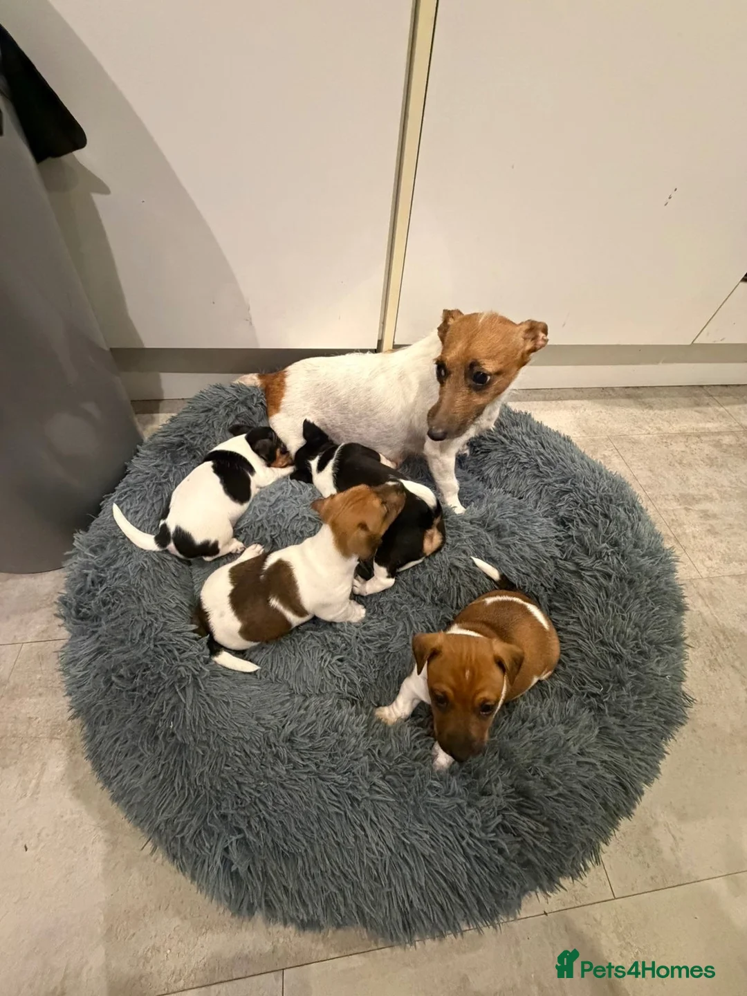 Jack Russell dogs for sale: 4 mini jack Russel puppies - Advert 1
