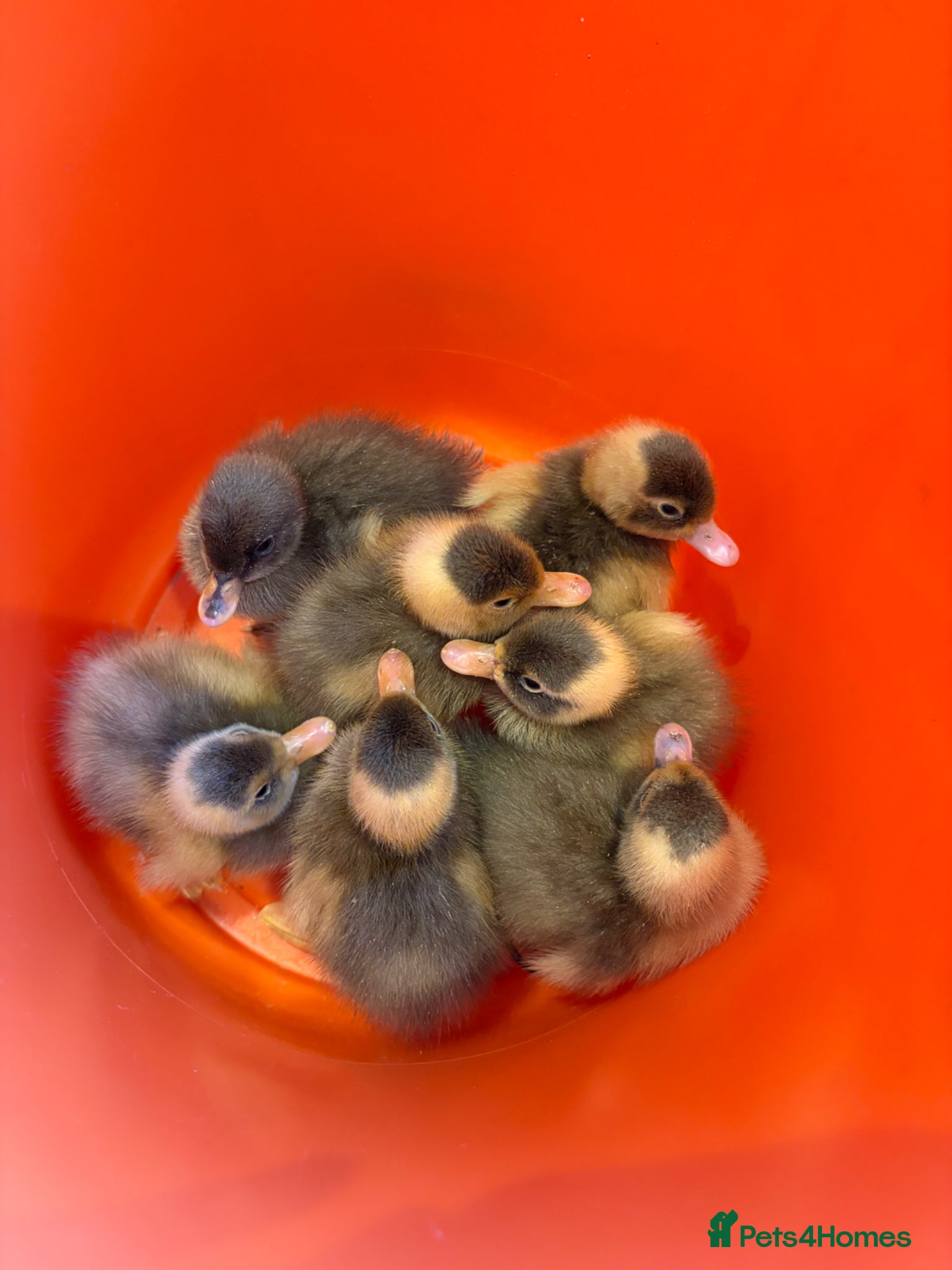 Ducks poultry for sale: Indian Runner Duck Hatching Eggs  - Advert 2