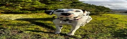 Dalmatian dogs for stud: Health tested crufts winner available at stud  in Aberdare - Advert 2