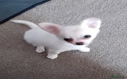 Chihuahua dogs for sale: Little white girl chihuahua  - Image 2