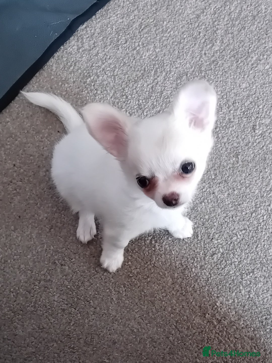 Chihuahua dogs for sale: Little white girl chihuahua  - Image 2