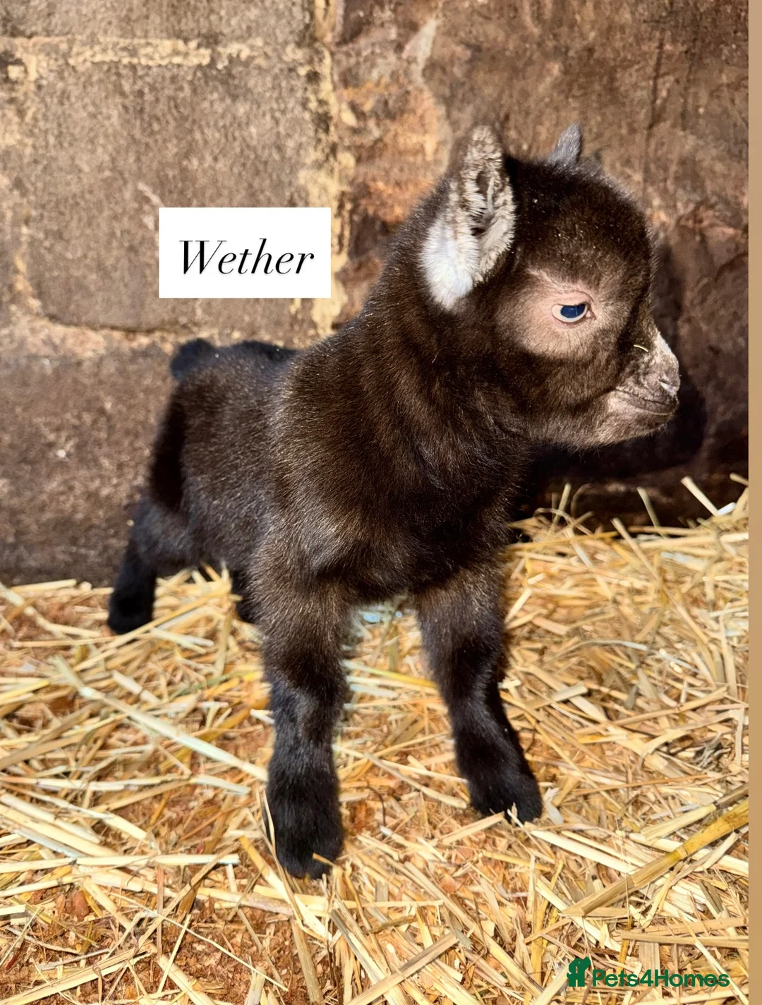 Goats livestock for sale: Baby Pygmy goats  - Advert 8