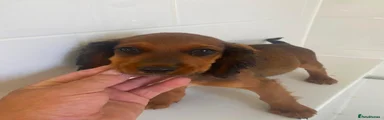 Cocker Spaniel 4