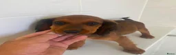 Cocker Spaniel dogs for sale: Gorgeous Cocker Spaniel puppies - Advert 8