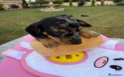Miniature Dachshund dogs for sale: Miniature daschund puppies - Image 18