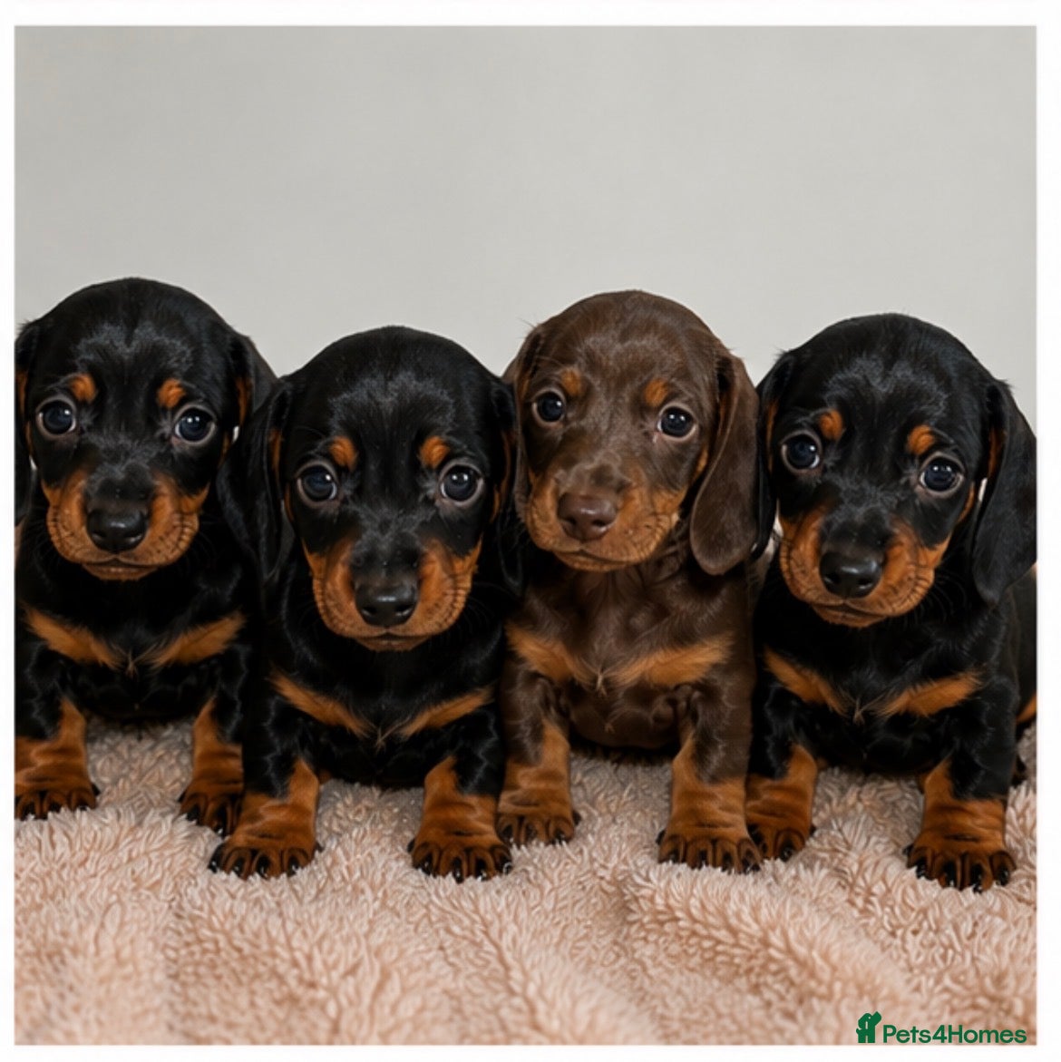 Dachshund dogs 7 miniature dachshund puppies  - Advert 1